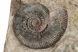 Tall, Jurassic Ammonite (Hammatoceras) Display - France #279351-4
